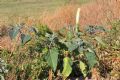 Datura inoxia